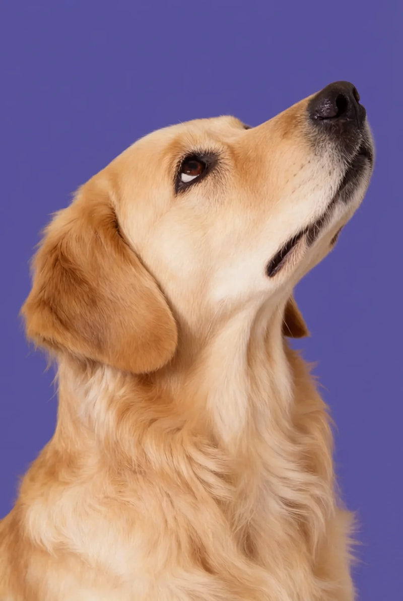 Möchtest du deinem Hund mehr Lebensqualität schenken?